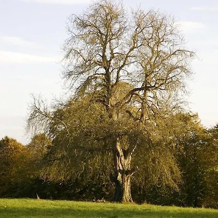 Grange Manor (adults Only) Bed and breakfast Ballyragget