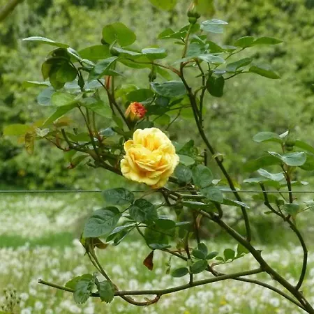 ベッド・アンド・ブレックファスト Grange Manor (adults Only)