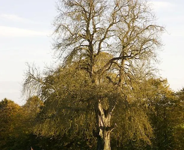 Grange Manor (adults Only) Bed & Breakfast Ballyragget