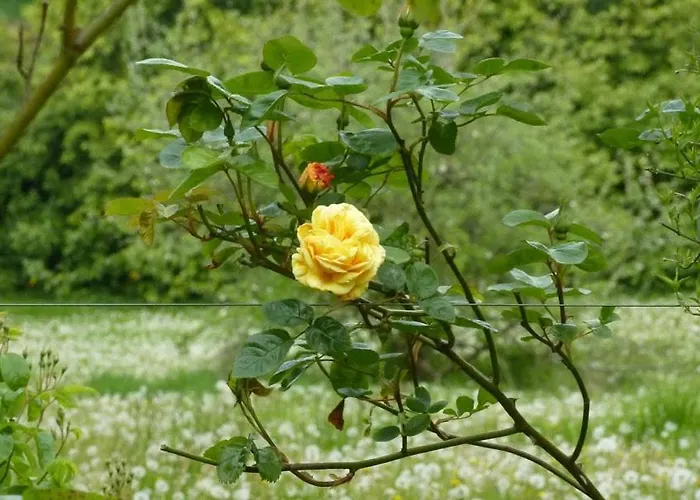 Bed & Breakfast Grange Manor (adults Only)